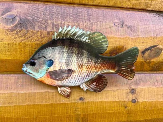 Realistic Bluegill Fish Metal Replica 2D Wall Mount Wildlife Art Cabin Art Decor