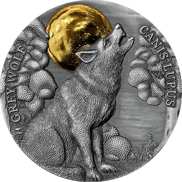 Grey Wolf Wildlife in the Moonlight Silver Coin 2 Cedis Republic of Ghana 2021