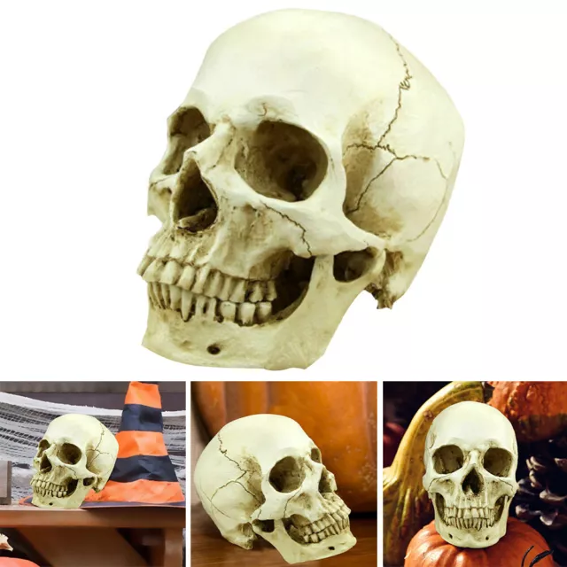 Realistic Life Size 1:1 Human Skull Resin Replica Model Anatomical Skeleton Bone