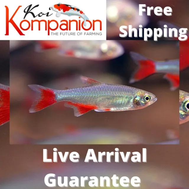 3/5/10/20X Bloodfin Tetras Freshwater Fish Koi Kompanion Free Shipping