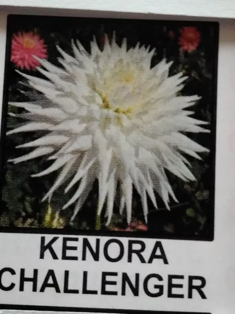 10 X Kenora Challenger Dahlia Plants