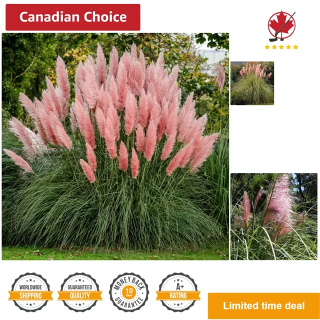 Elegant Ornamental Perennial Grass Seed: 50+ Heirloom Pink Pampas Seeds