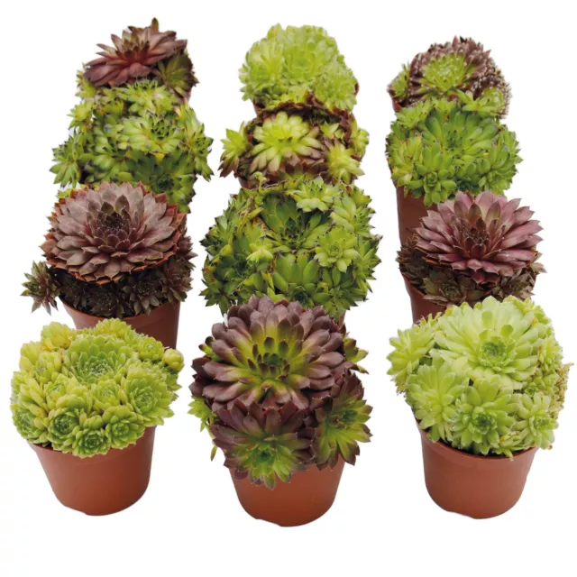 UNUS GARDEN Sempervivum Mix Hauswurzen 12er Set Blumen Garten Pflanzen Stein