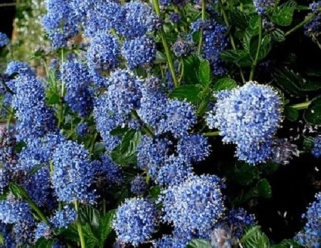 1X 4-5Ft Extra Large Ceanothus Victoria Shrub Blue Flowering Evergreen Plant 5L