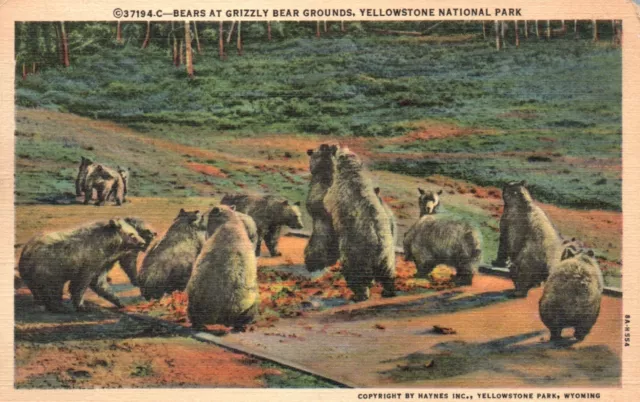 Postcard WY Yellowstone National Park Grizzly Bear Grounds Vintage PC G5781