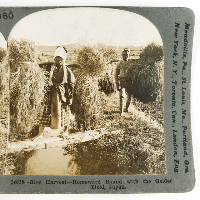 Japanese Farmers Rice Harvest Stereoview c1905 Keystone Japan Asian Farm H704