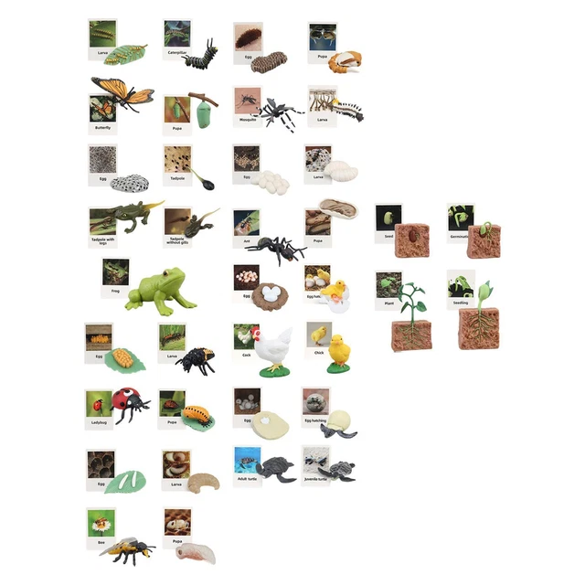 LIFE CYCLE TOY ,Biology Science ,Realistic Animal Figurines Toys for