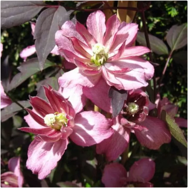 Clematis Montana 'Marjorie' X 3 Large Plug Plants for Potting on