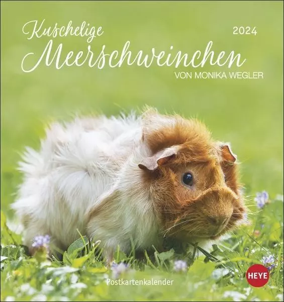 Kuschelige Meerschweinchen Postkartenkalender 2024 von Monika Wegler. Kleiner Ka