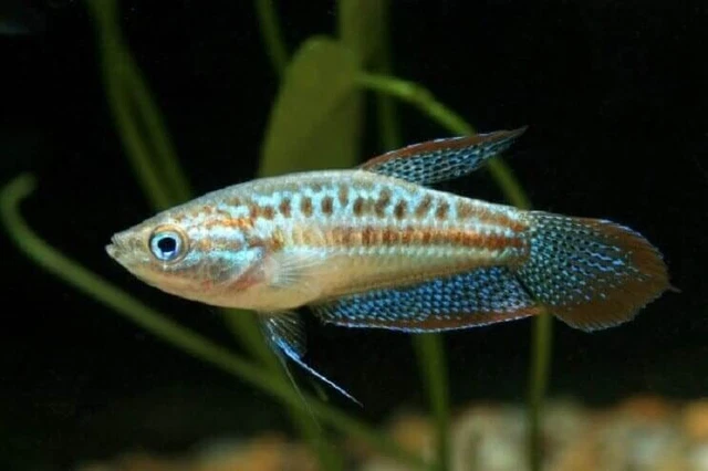 Sparkling Gourami (Trichopsis pumilus) - Live Freshwater Fish