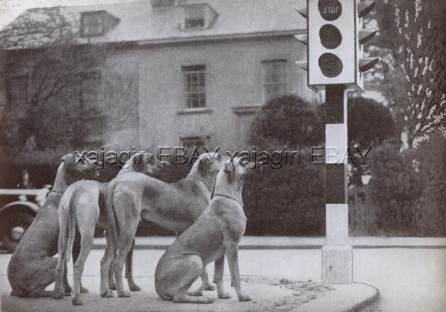 DOG Great Dane Obedience Training Waiting at Traffic Light, Print from 1930s