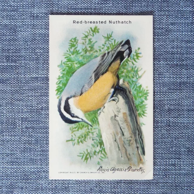 RED BREASTED NUTHATCH Arm & Hammer Useful Birds of America Tenth Series #12 Card