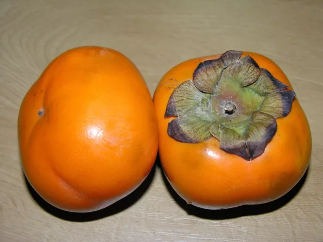 6 graines PLAQUEMINIER DU JAPON(Diospyros Kaki)G448 JAPANESE PERSIMMON SEED SEMI