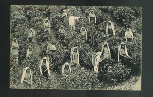 1908 Ceylon Picture postcard Cover to England Women Picking Tea Leaves Paqueboat