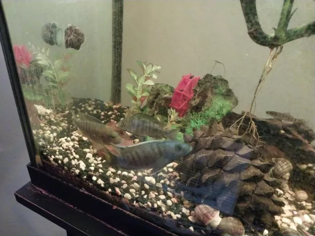 African Cichlid 2 to 3in. Various sizes, and color ,
