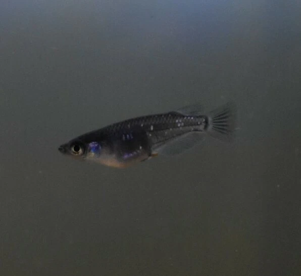 Live Black Medaka Rice Fish (Pack of 5 Freshwater Aquarium Fish) *PLS READ DESCR 3
