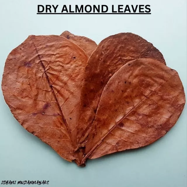 Almond Leaves Fish Aquarium Care Catappa Indian Ketapang Leaf Shrimp Betta