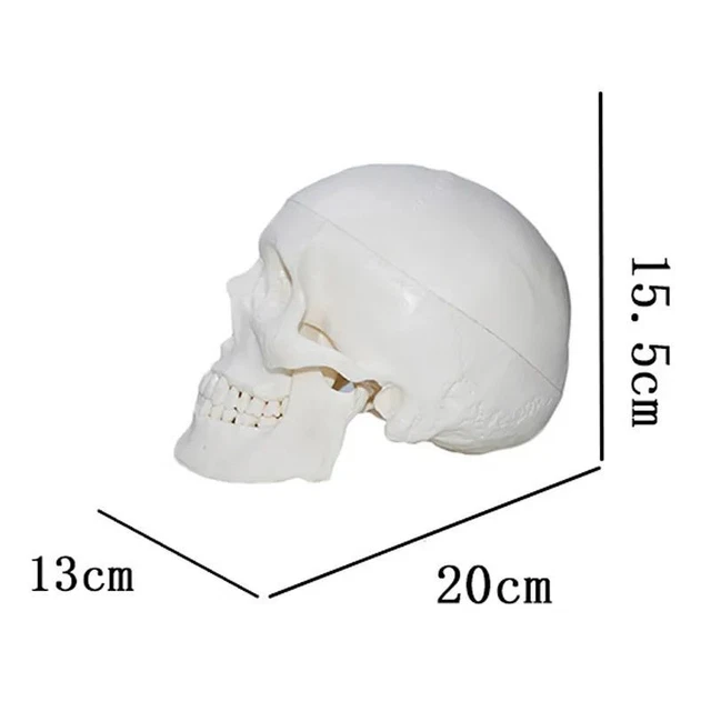 Human Anatomical Anatomy Resin Head Skeleton Skull Teaching Model School Model