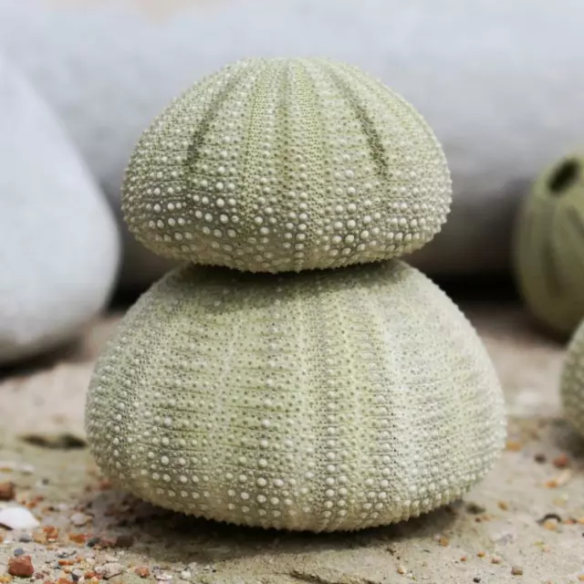 Green Sea Urchin | Pack of 3 | Beach Shells | Natural Decor 3