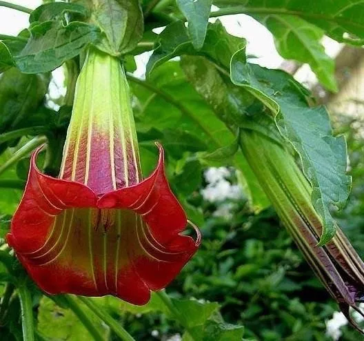 50 Seeds Brugmansia Sanguinea Scarlet Angels Trumpet Datura Unique Red Flower