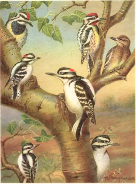 1960 Yellow Bellied Sapsucker Bird Portraits in Color Art Print Thomas Roberts