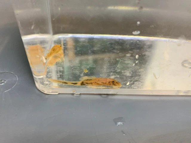 NEOAQUATICS Longfin Calico Pleco 1"+ Bushynose / Bristlenose