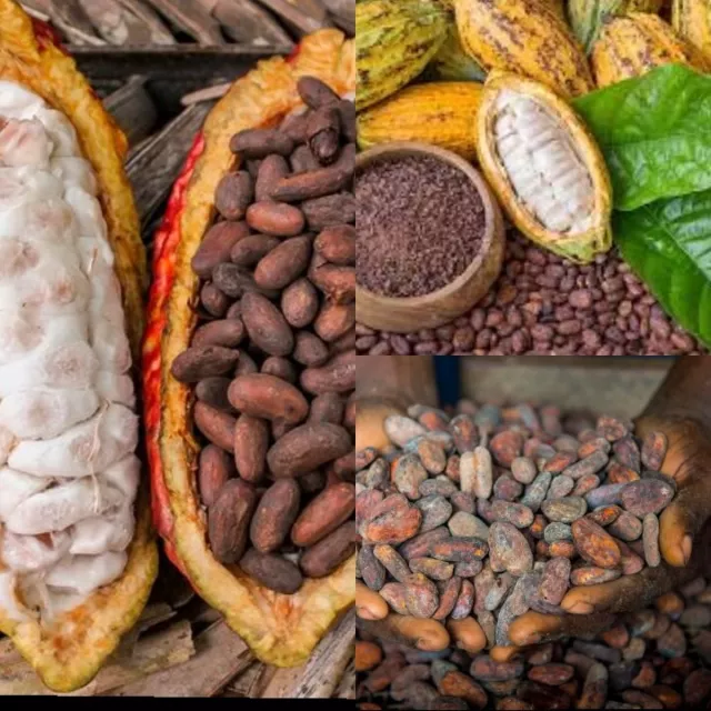 Criollo Cacao Seeds For Plant Chocolate Theobroma dried Ceylon Cocoa Fruit Seed