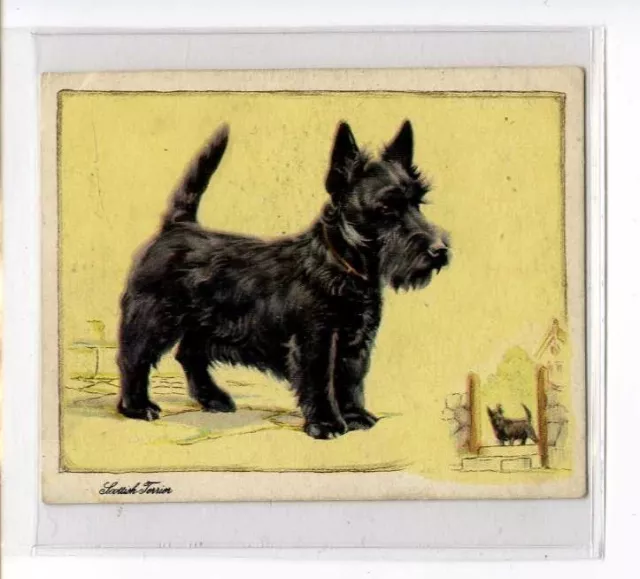 (Jz473-100) Gallaher,Dogs(Script),The Aberdeen Terrier, 1934 #17