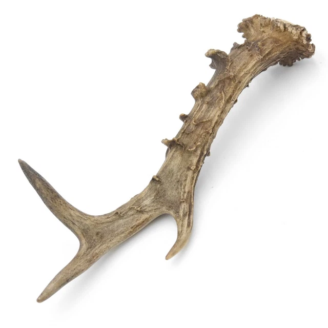 Claves En Bois De Nahar GEWA - Longueur 20 Cm, Diamètre 25 Mm - Par Paire