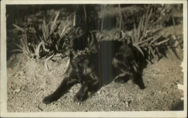 Irish Setter or Labrador Retriever? Dog c1915 Real Photo Postcard