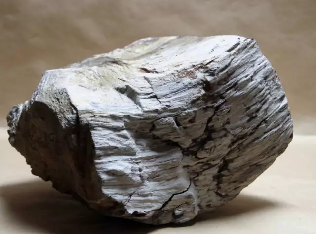 Petrified Wood Fossil 9.6kg Power Stone of Patience  Continuation and Normalcy