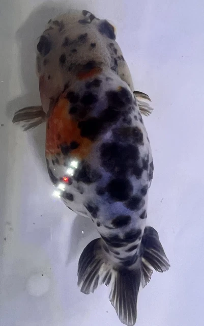 LIVE pond goldfish  Fish~ Goldfish Ranchu goldfish koi pond 4.5 -4.75Inch