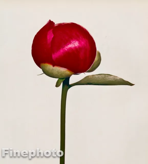 1968/80 IRVING PENN Vintage FLOWER Botanical PEONY Bud Photo Engraving Art 11x14