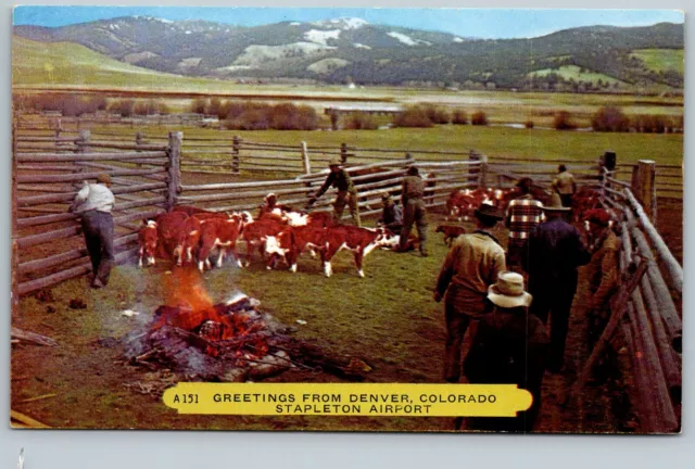 Denver Colorado 1950s Greetings Postcard Stapleton Airport Cowboys Cattle