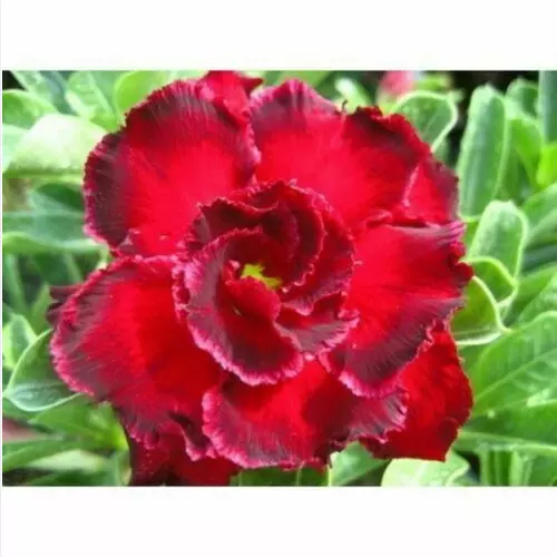 5 seeds of Adenium obesum "rosemarie"  Desert Rose "fresh seeds" +FREE GIFT