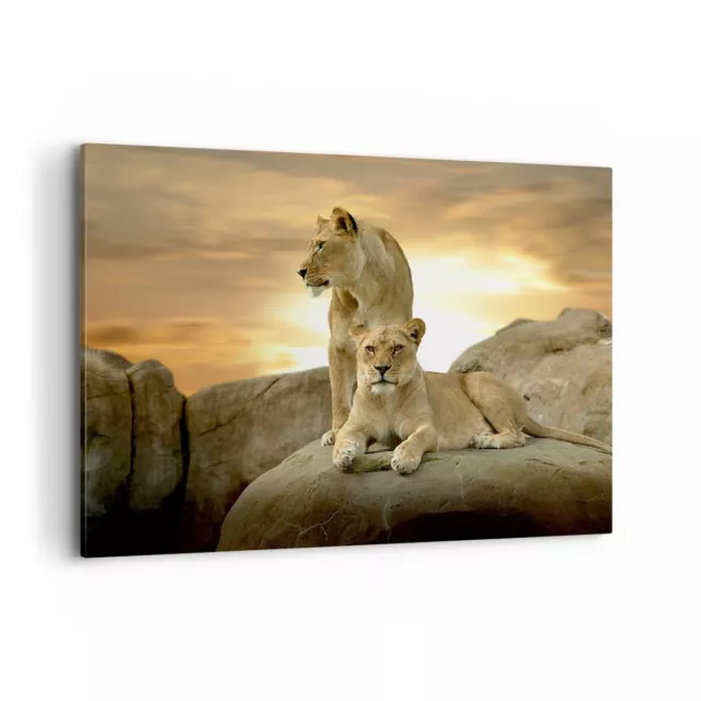 Impression sur Toile 100x70cm Tableaux Lions Coucher de soleil Roches griffes