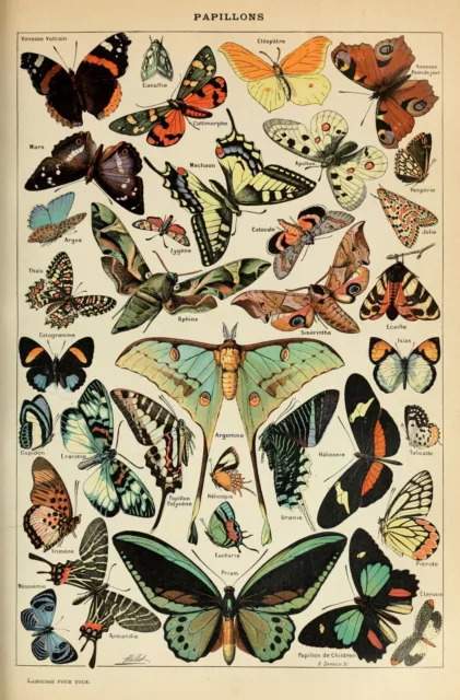 Adolphe Millot Vintage Butterflies Natural History Wall Art Print Poster