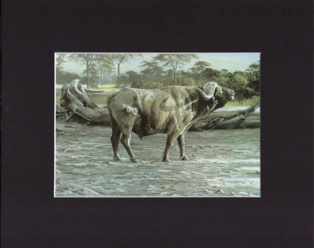 8X10" Matted Print Art Painting Picture, Robert Bateman: Buffalo, 1975