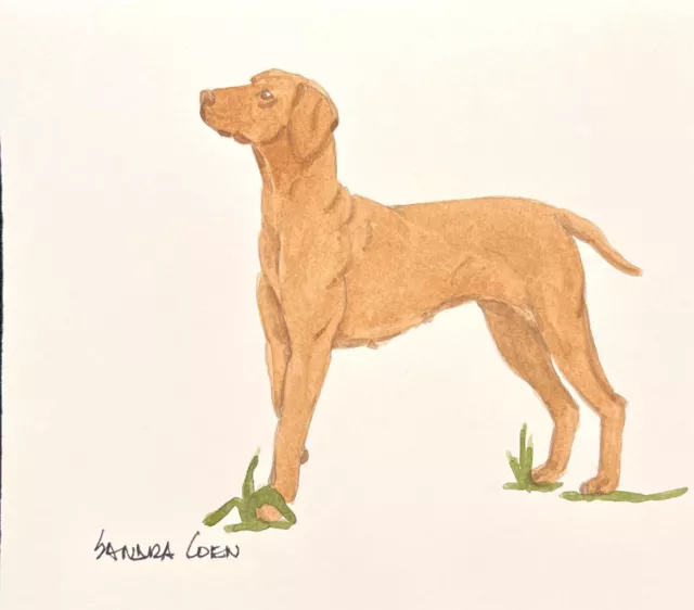 Vizsla Original Watercolor Painting by Coen Standing in Grass