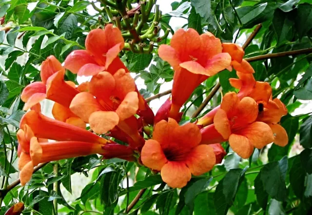 Semillas de trompeta de escalada americana, flor de trompeta, Campsis radicans