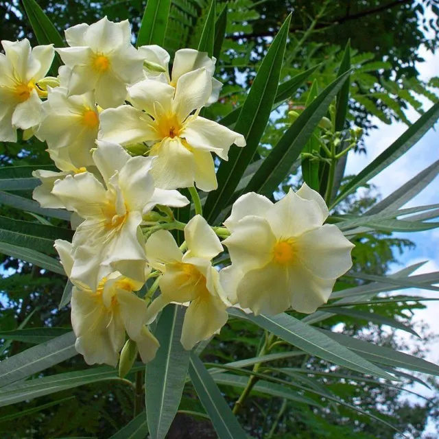 Nerium oleander 'Isle of Capri' - Laurier rose à fleurs jaunes