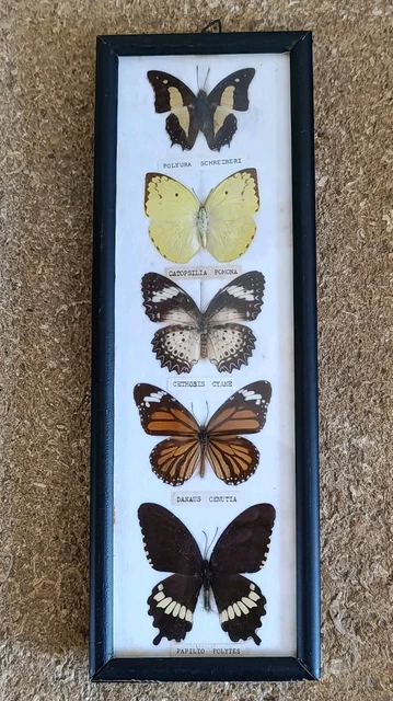 Guoyoocc Spécimen De Papillons,Vrai Papillon De Taxidermie,Spécimens Animaux Exquis,Boîte Transparente En Acrylique,pour L'éducation Scientifique