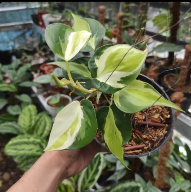 Philodendron Gabby Cream Splash Sport Variegated - Aroid Variegated Plants