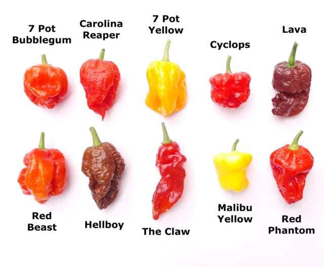 Worlds HOTTEST Chilli Pepper Seeds - 10 Varieties - 22 Seeds + FREE Chilli Seeds