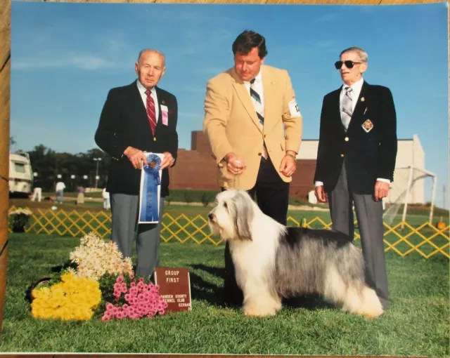 Bearded Collie / Beardie 1980 Champion Dog Show 8 x 10 Photograph- Camden County