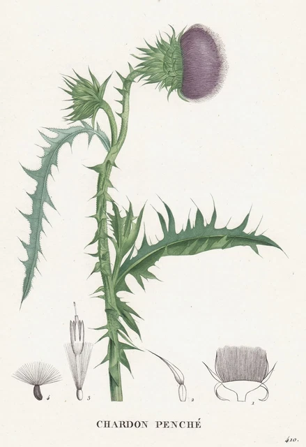 Thistle Fenche Thistle Flower Botanic Copper Stitch Engraving Saint-Hilaire