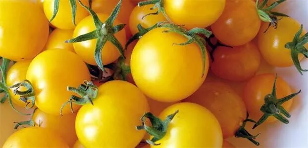 Tomato (Yellow Cherry Honeybee) 120+ Seeds (Solanum) Instructions Included x