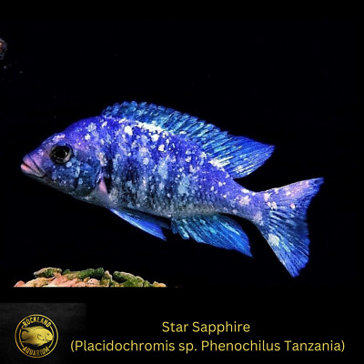 Star Sapphire Cichlid - Placidochromis sp. Phenochilus Tanzania - Live (4")