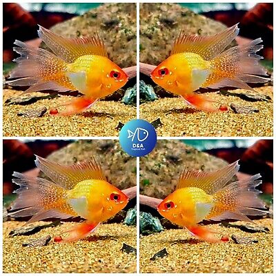 1 Trio - Cichlid Rams Short Body - Angel German Golden Ballon Ram - Rare Fish 🐠