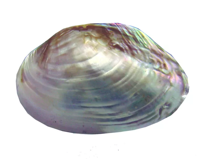 Conchiglia Abalone Madreperla Cm. 12,4